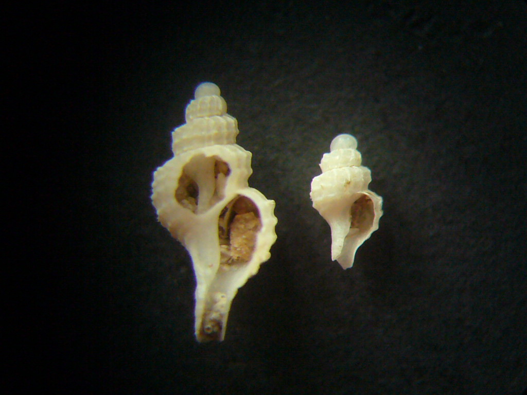 Trophonopsis muricatus